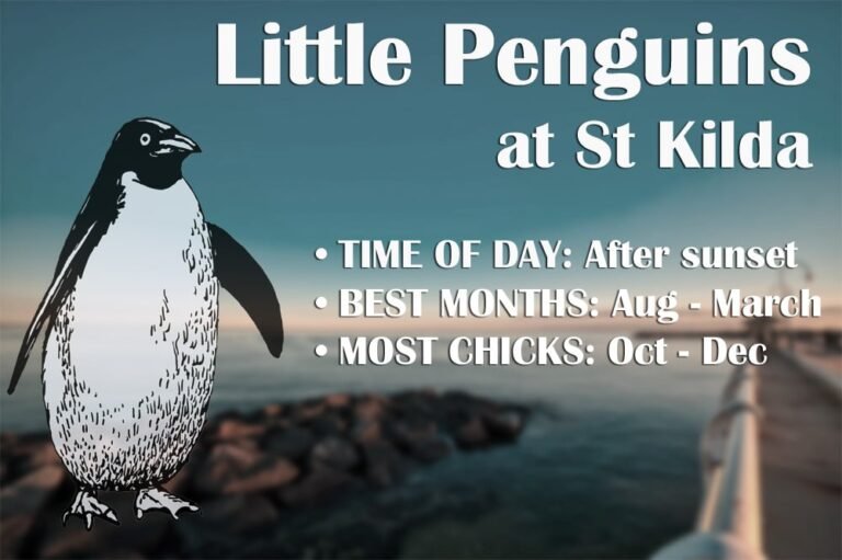 What Time Do The Penguins Come Out At St Kilda?